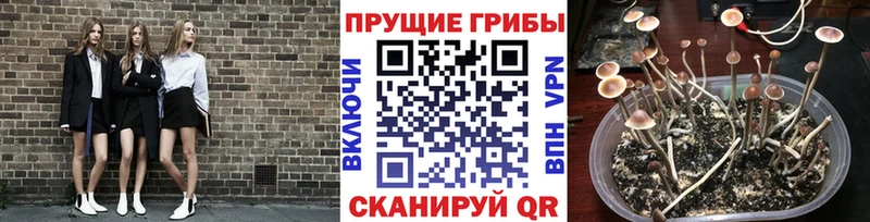 ссылка на мегу зеркало  Венёв  Псилоцибиновые грибы прущие грибы 